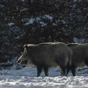 Two wild boar (Sus scrofa) in winter on a forest meadow