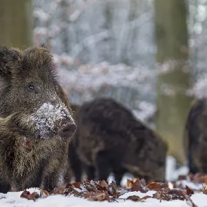 Wild boar (Sus scrofa) in winter, snow, Germany