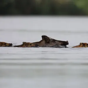 Wild boar (Sus scrofa) with young Wild boar (Sus scrofa) with young