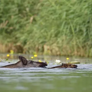 Wild boar (Sus scrofa) with young Wild boar (Sus scrofa) with young