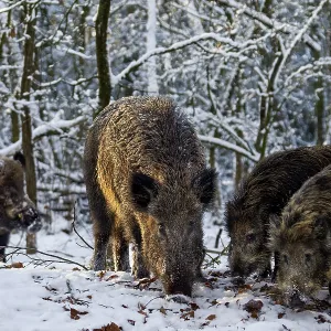 While a wild boar (Sus scrofa) and its young boar are looking for food