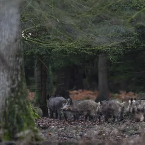 A wild boar (Sus scrofa) and its young are looking for a thicket to spend the day well protected and safe