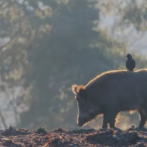 A wild boar (Sus scrofa)stands backlit by the sun on a clearing searching for food