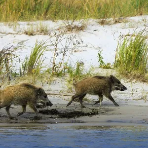 Two wild boars are out and about on the beach