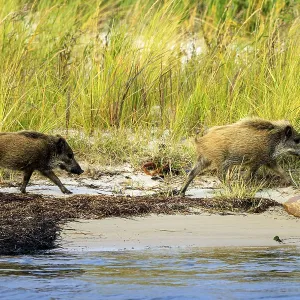 Wild boars moving on the beach surrounded by tall grasses and water