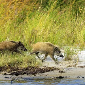 Two wild boars run dynamically along the beach