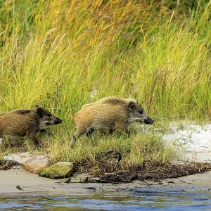 Wild boars run energetically on the beach