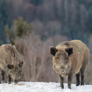 Two wild boars (Sus scrofa) search for food on a snow-covered hill