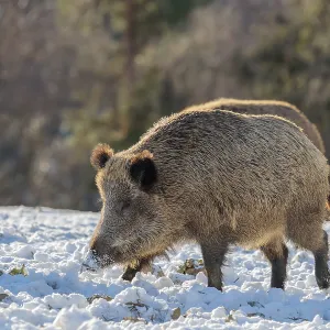 Two wild boars (Sus scrofa) search for food on a snow-covered meadow