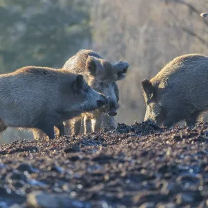 Three wild boars (Sus scrofa) stand in the backlight of the sun in a clearing