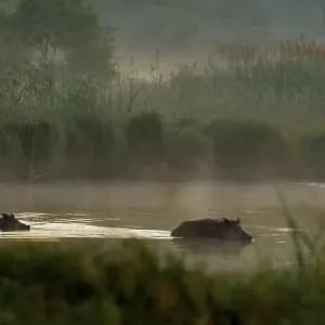 Wild boars (Sus scrofa) swimming through water Wild boars (Sus scrofa) swimming through water