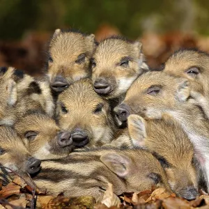Wild boars (Sus scrofa), young rookies lying in foliage Wild boars (Sus scrofa), young rookies lying in foliage
