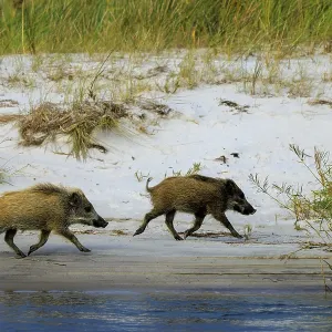 Wild boars trot along the white sandy beach