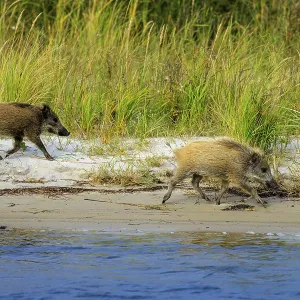 Two wild boars walk along the beach next to grassy dunes