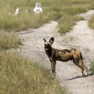 Wild Dogs im Chobe National Park in Botswana Wild Dogs im Chobe National Park in Botswana