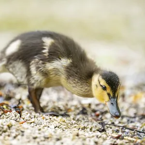 Wild duck (Anas platyrhynchos) chick standing at the schore of a little lake