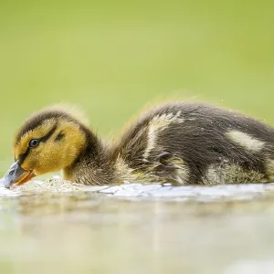 Wild duck (Anas platyrhynchos) chick swimming on a lake
