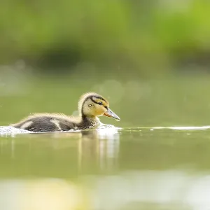 Wild duck (Anas platyrhynchos) chick swimming on a lake