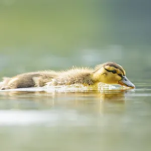 Wild duck (Anas platyrhynchos) chick swimming on a lake