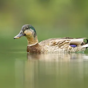 Wild duck (Anas platyrhynchos) male swimming in a lake