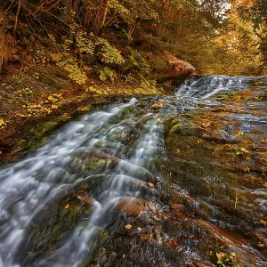 Wild forest in autumn with trees and small river Wild forest in autumn with trees and small river