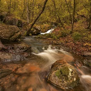 A wild forest with trees and a river A wild forest with trees and a river