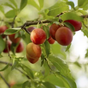 Wild fruit found in tree in the nature flora Wild fruit found in tree in the nature flora
