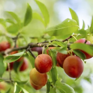 Wild fruit found in tree in the nature flora Wild fruit found in tree in the nature flora