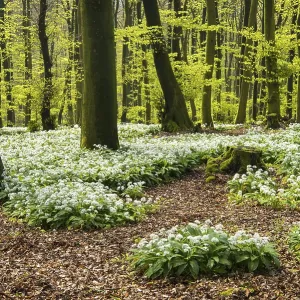 Wild garlic (Allium ursinum) in bloom in a beech forest in spring