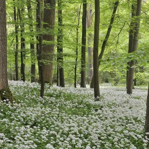 Wild garlic (Allium ursinursnum)