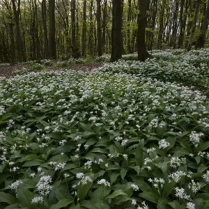Wild garlic blossom (Allium ursinum) on the forest floor in a beech forest (Fagus sylvatica)