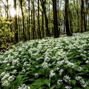 Wild garlic blossom (Allium ursinum) on the forest floor in a beech forest (Fagus sylvatica)