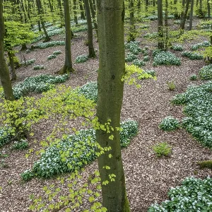Wild garlic blossom (Allium ursinum) on the forest floor in a beech forest (Fagus sylvatica)