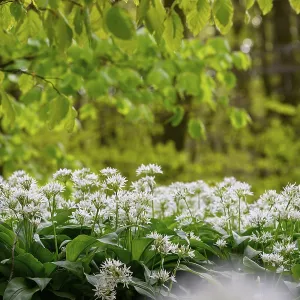 Wild garlic blossom (Allium ursinum) under fresh beech leaves on the forest floor in a beech forest (Fagus sylvatica)