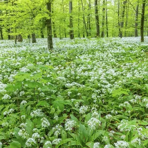 Wild garlic in flower (Allium ursinum)