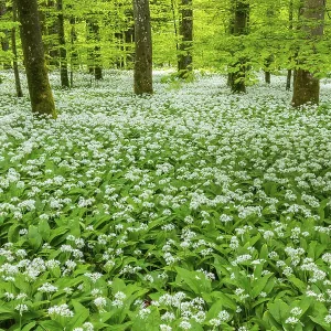 Wild garlic in flower (Allium ursinum)