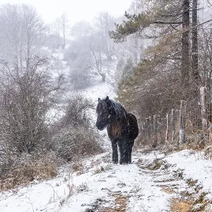 Wild horses in the aizkorri mountain of gipuzkoa Wild horses in the aizkorri mountain of gipuzkoa