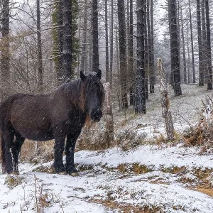 Wild horses in the aizkorri mountain of gipuzkoa Wild horses in the aizkorri mountain of gipuzkoa