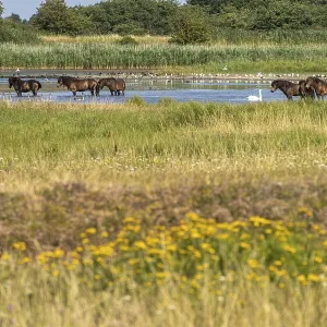 Wild horses in the Klise Nor area near Bagenkop Wild horses in the Klise Nor area near Bagenkop