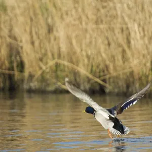 Wild male duck flying up from the water Wild male duck flying up from the water