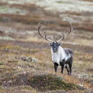 Wild mountain reindeer (Rangifer tarandus tarandus) Wild mountain reindeer (Rangifer tarandus tarandus)
