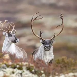 Wild mountain reindeer (Rangifer tarandus tarandus) Wild mountain reindeer (Rangifer tarandus tarandus)