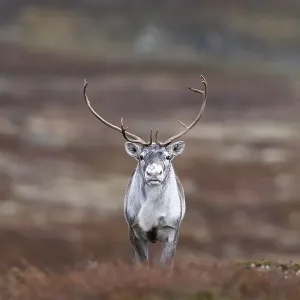 Wild mountain reindeer (Rangifer tarandus tarandus) Wild mountain reindeer (Rangifer tarandus tarandus)