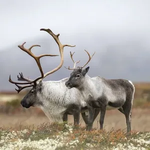 Wild mountain reindeer (Rangifer tarandus tarandus) Wild mountain reindeer (Rangifer tarandus tarandus)