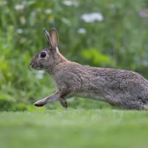 Wild rabbit (Oryctolagus cuniculus) Wild rabbit (Oryctolagus cuniculus)