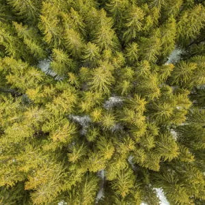 Forêt de sapins sauvages au début de l'hiver.