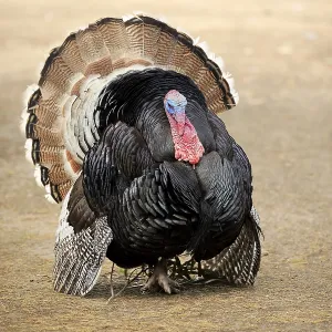 Wild Turkey, adult male courting