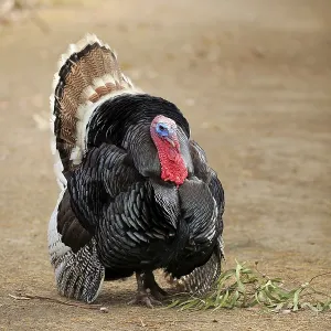 Wild Turkey, adult male courting