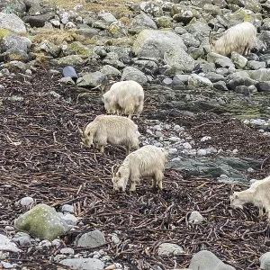 Wild white goats feeding on seaweed on the stony beach Isle of Jura Wild white goats feeding on seaweed on the stony beach Isle of Jura