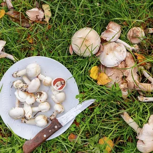 Wild White Mushrooms Print, Autumn Harvest Wild White Mushrooms Print, Autumn Harvest